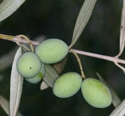 Olea europaea (olive) - Fruits of Olea europaea