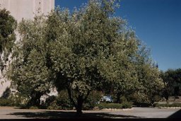 Olea europaea L.