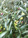 Olea europaea subsp. europaea (European olive). Fruit leaves. Skyline Zipline Crater Rd, Maui, Hawaii