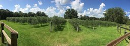 A four-year-old olive grove in north central Florida