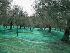 Oliviers sur la commune de Chateauneuf de Bordette