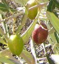 Olive tree cultivar Picual, Castelltallat, Catalonia