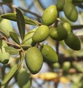 Picholine olives