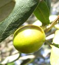 One olive fruit cultivar Hojiblanca, Castelltallat, Catalonia