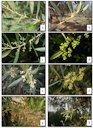Phenological development of Olive flowering, following BBCH standard scale