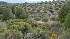 Olive grove of Arbequina olive trees in Bovera, Catalonia