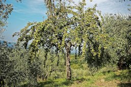Olivenbäume in der Toskana, Olea europaea. Olive trees in Tuscany, Olea europaea.