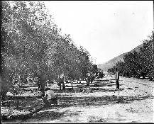 Workers (some Asian Americans) working jubilantly in an olive grove, Los Angeles.