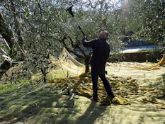 La raccolta delle olive si evolve con nuovi macchinari, viene usato abbacchiatore elettrico a batteria. The olive harvest evolves with new machinery, battery-operated electric harvester is used.