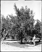 Workers in an olive grove, Los Angeles