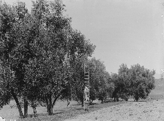 Worker standing on a ladder leaned against one of the dozen or so trees in an olive orchard, El Toro, California. The orchard is over 100 years old. ca.1900.