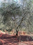 Olive harvest net, near Contes (Alpes-Maritimes, France), in the PDO "Olive de Nice" area (Cailletier cultivar of Olea europaea subsp. europaea)