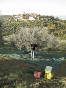 Olive picking in Montecolognola, Umbria