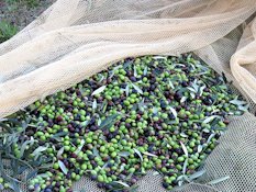 Raccolta olive in Toscana