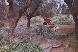 The branches and some olives have now fallen on the nets.