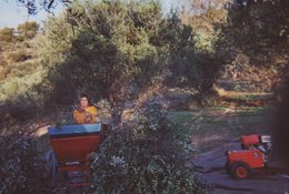 Cut branches are passed through a special harvesting machine to remove and collect the olives.