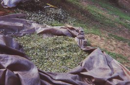 The olives are gathered into piles by lifting and shaking the corners of the nets.