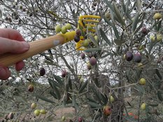 Usually, olives for oil are harvested when their color is between green and black. It doesn't matter if some olives have been shocked because they are going to be pressed. The comb drop down the olives on a net laid on the soil. Salonenque is one variety allowed for 'Huile de Provence' oil.