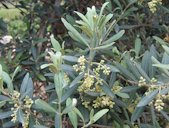 Olive Blossoms outside Jerusalem