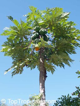 Papaya plant