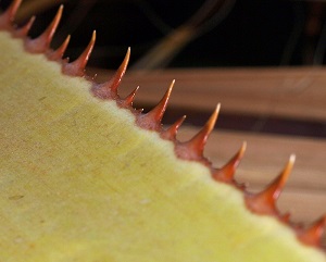 W. filifera close view of teeth along petiole margin