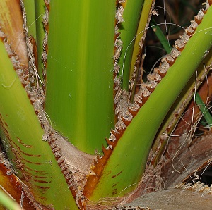 W. filifera teeth along petiole margins