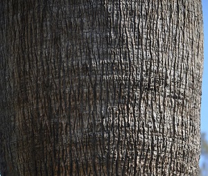 Trunk