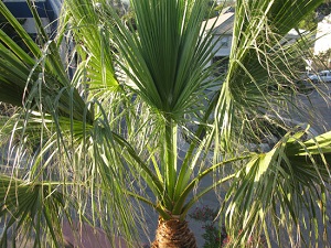 W. filifera with open canopy