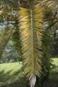 A single old leaf of Phoenix canariensis showing both K (tip) and Mg (base and middle) deficiency symptoms