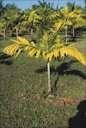 Nitrogen deficieny on Ptychosperma elegans (solitaire palm) showing uniformly discolored older leaves