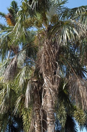 Coccothrinax sp. with dead leaves and fruit stalks that should be removed