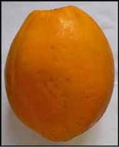 Pistillate fruit, smooth ovoid