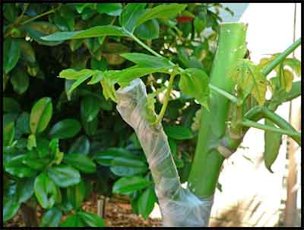 Successful papaya side graft