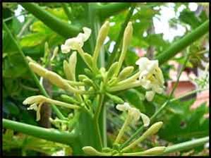 Male inflorescence