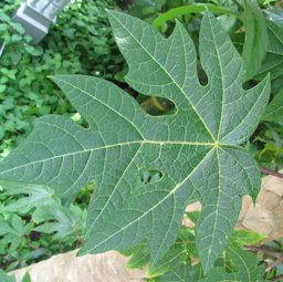 Carica papaya, Tropical Dwarf papaya. Leaf close-up.