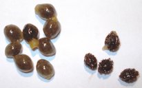 Carica papaya - Seeds