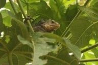 Lesser Antillean Iguana (Iguana delicatissima) in a papaya tree (Carica papaya) Picard, Dominica.