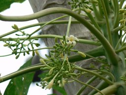 Caricaceae (carica family), Carica papaya. Thane, India.