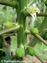 Female Flower and Fruit Forming