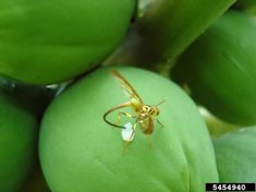 Papaya Fruit Fly Toxotrypana curvicauda Gerstaecker