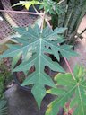 Papaya leaf