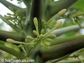 Papaya carica Male Flowers