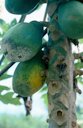 Phytophthora Blight on Fruit