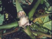 Internal Burn of Stem