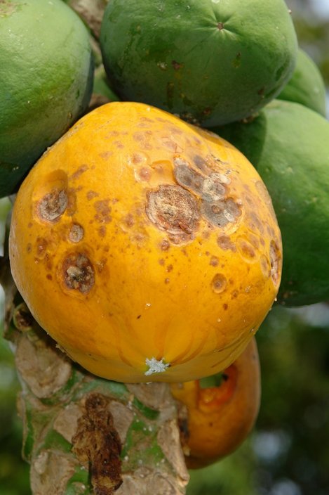 Papaya Diseases