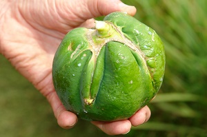 Catface (carpellody) of papaya: physiological disorder