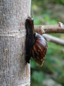 Papaya (Carica papaya): Giant African snail (Achatina fulica)