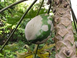 Papaya Mildew on Fruit