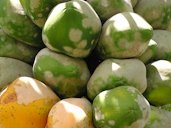 Papaya Mildew on Fruit