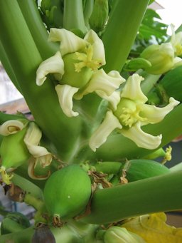 Close-up of female flowers and immature fruits